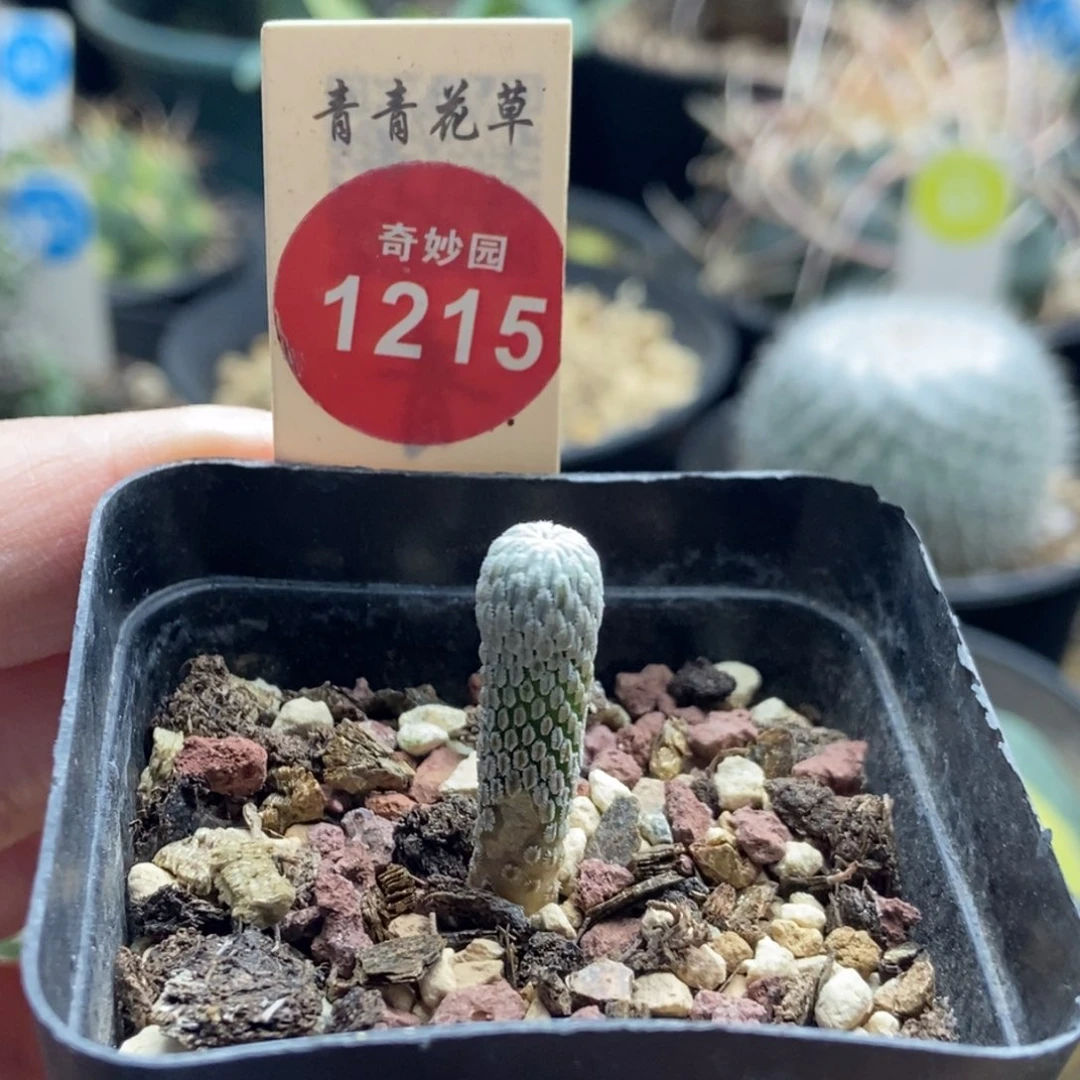 实生精巧丸根部有斑