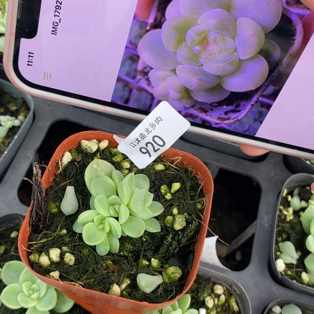 标920财富F一个多肉