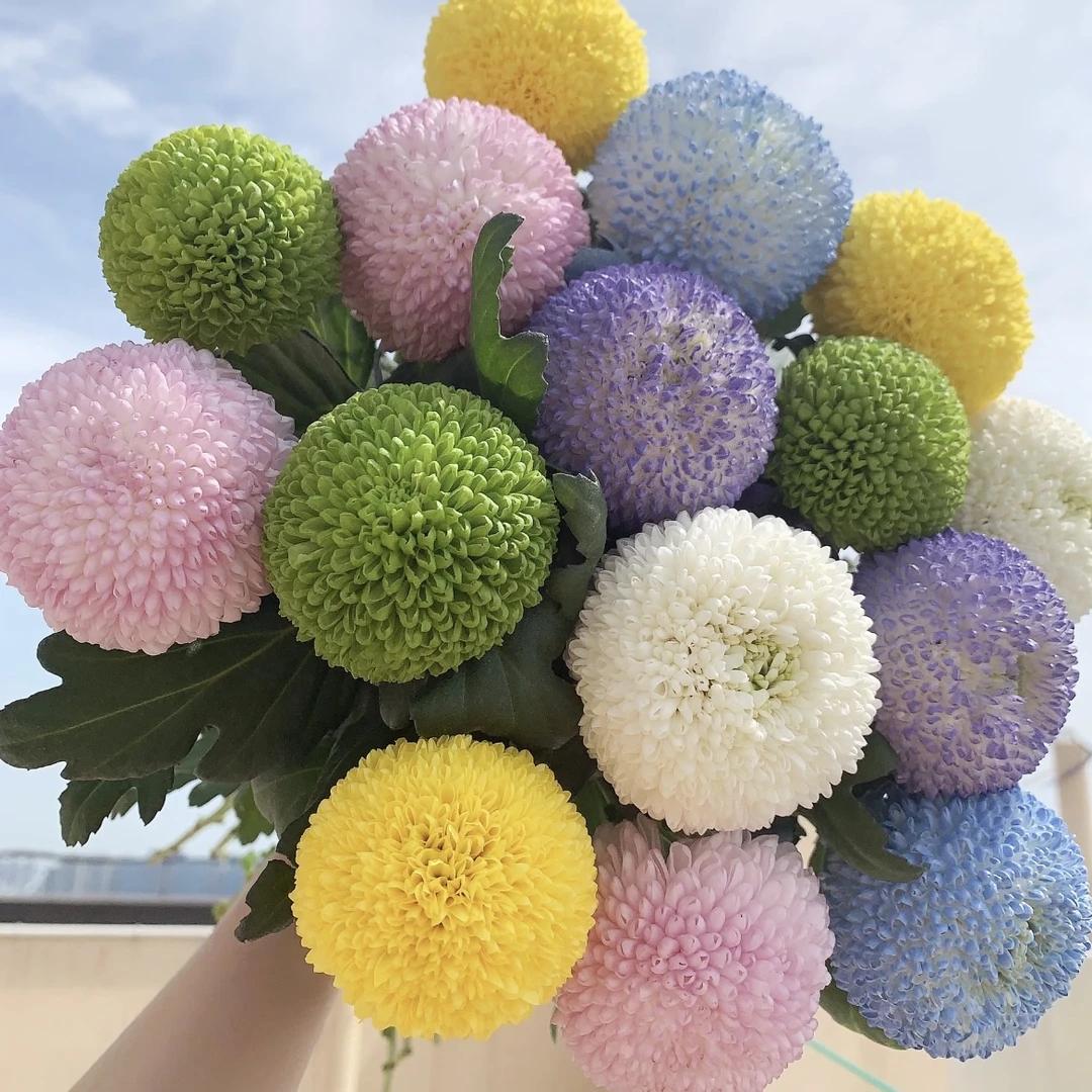 多彩乒乓菊盆栽花卉庭院阳台耐寒耐晒爆花强新手易养护