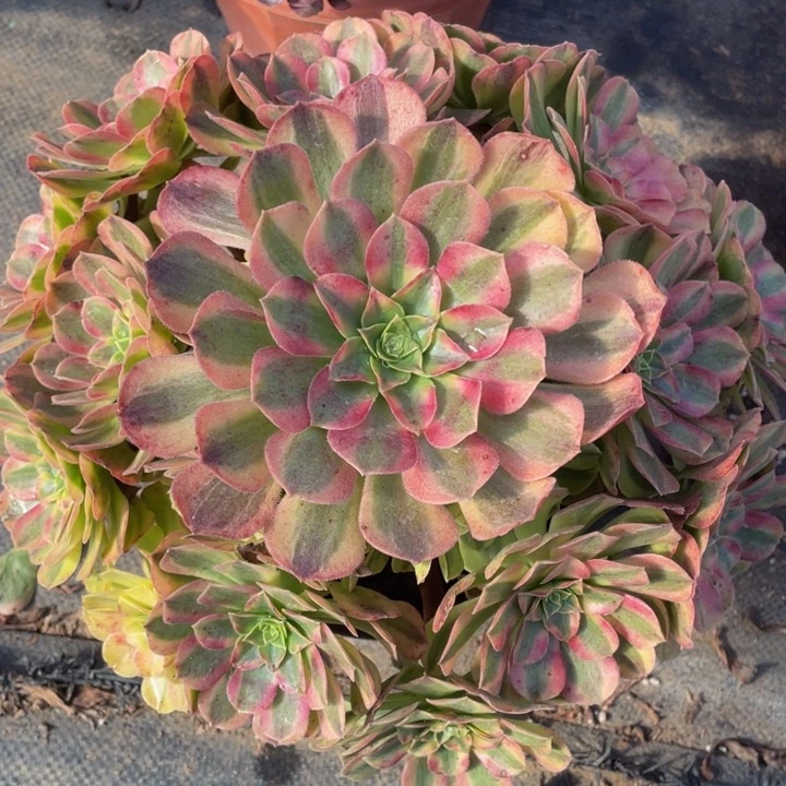 727雨合精品法师老桩