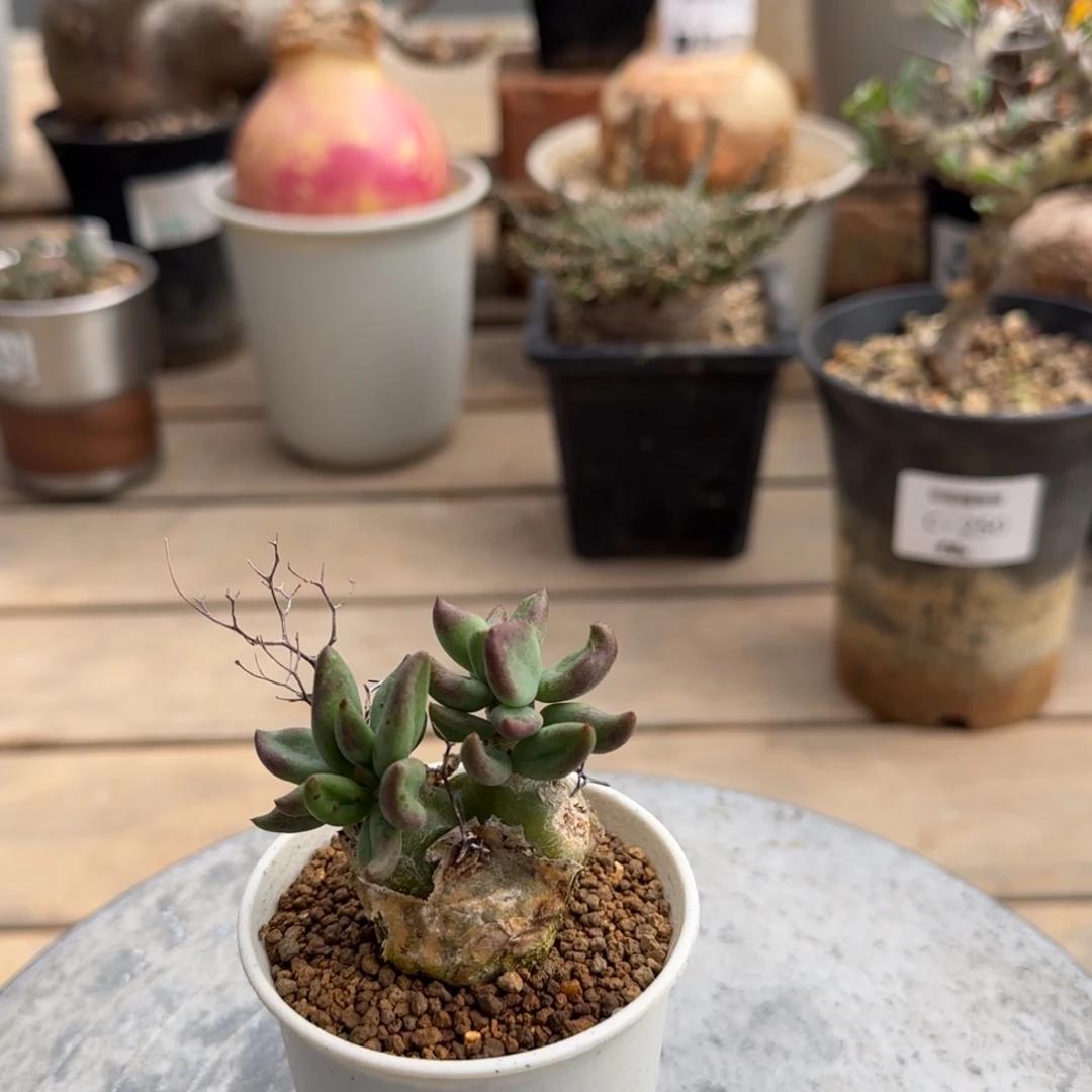 188钢丝万物想不带盆