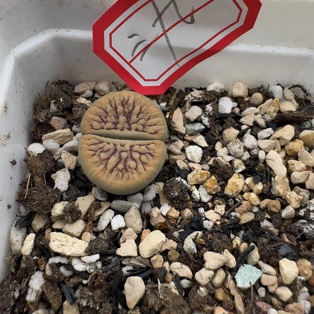 39线招福母本准哈