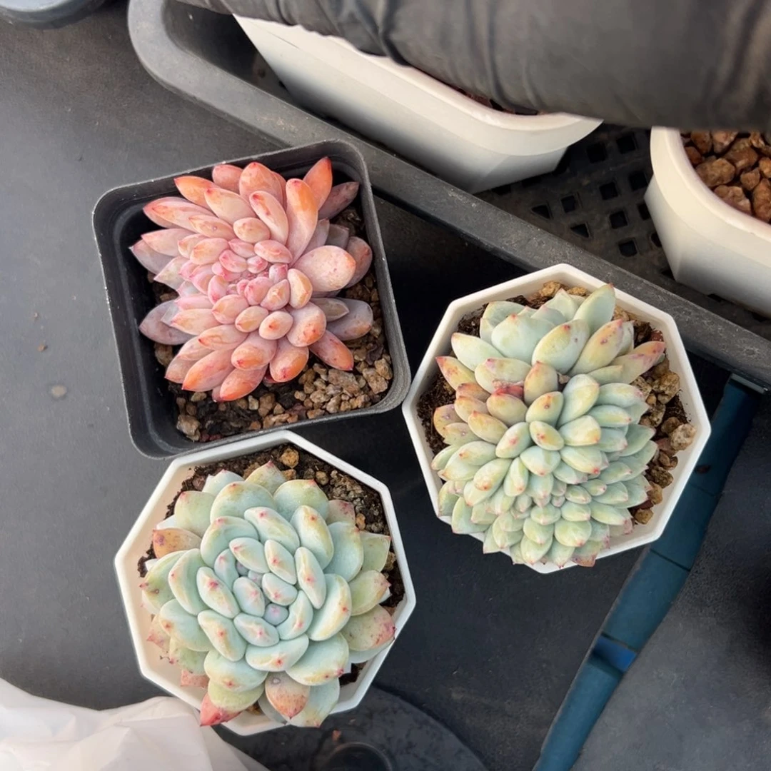 三个橙梦露缀化打包000000