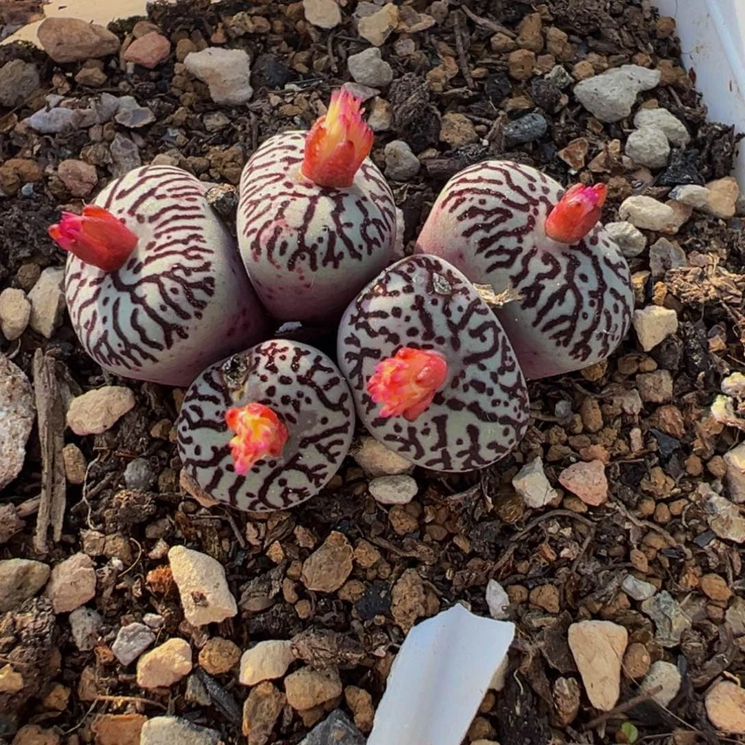 851多肉植物种类多样