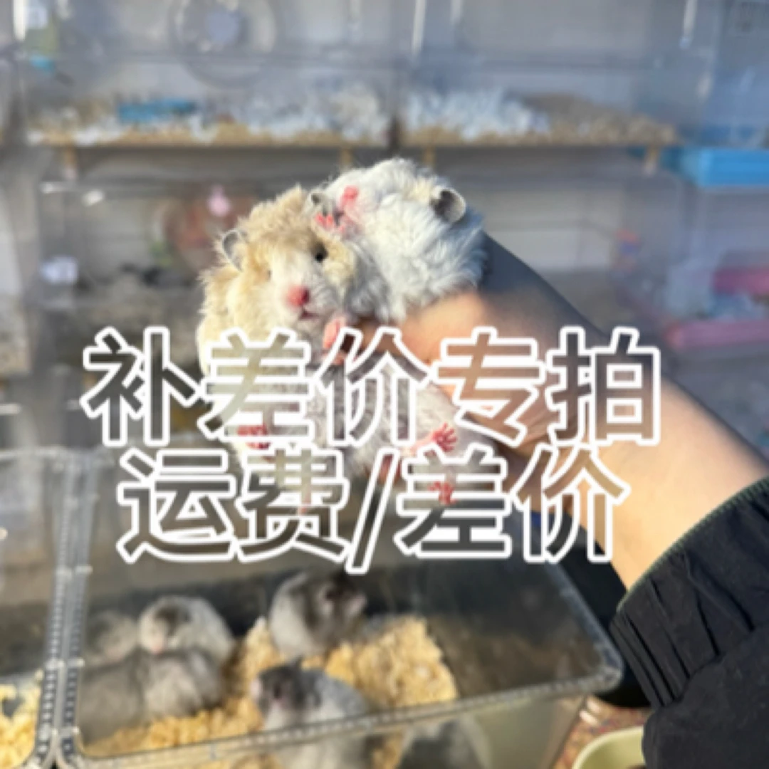 金丝熊活体可爱亲人小鼠宝运费