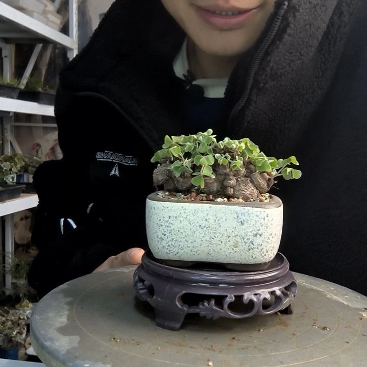 ?**野小盆景小植物一物一拍176