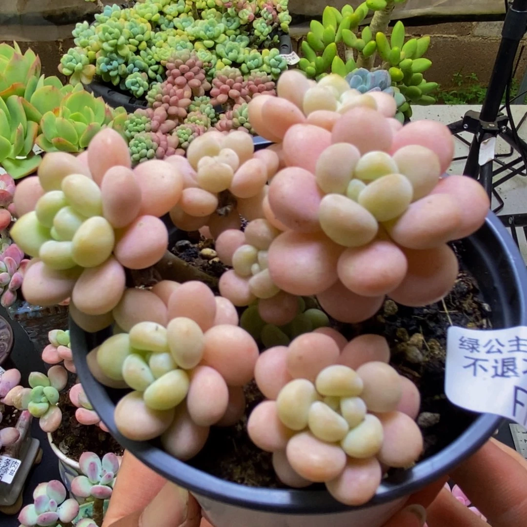 363洛可可6cm多肉