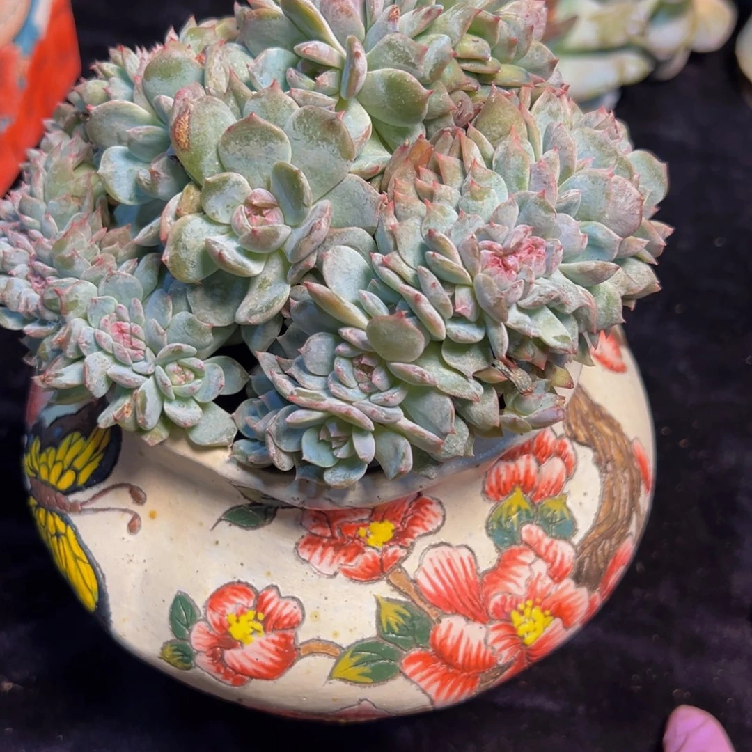 水蜜桃 新年快乐 新年快乐