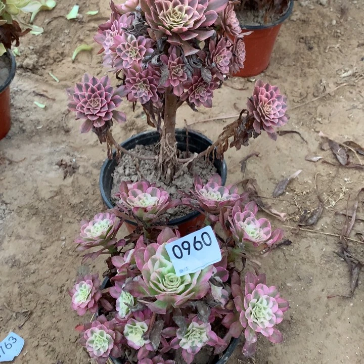 0960黑铜白➕红铜白2