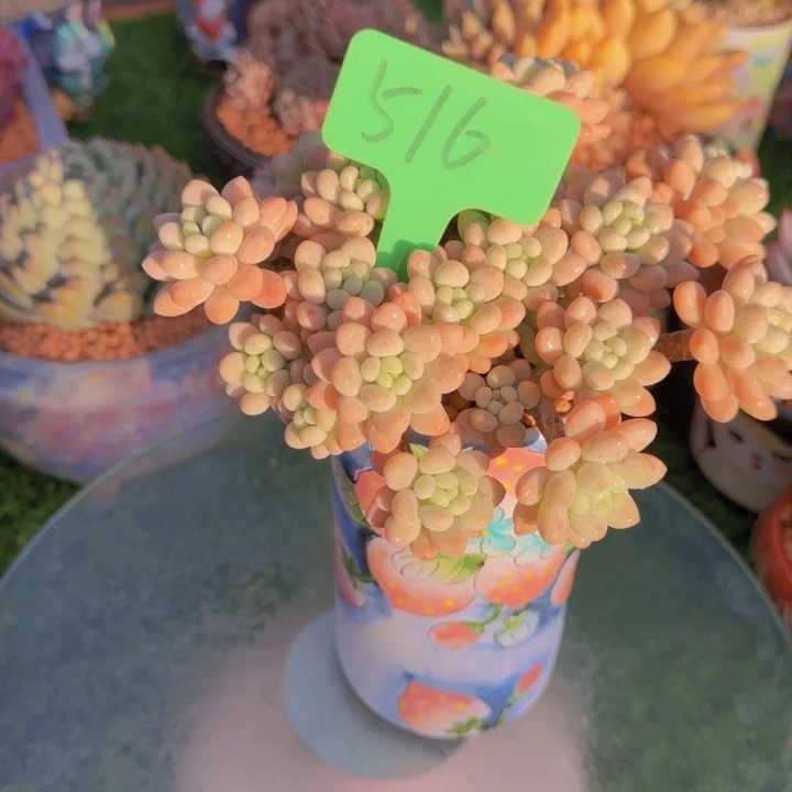 桑*516多肉植物一物一拍