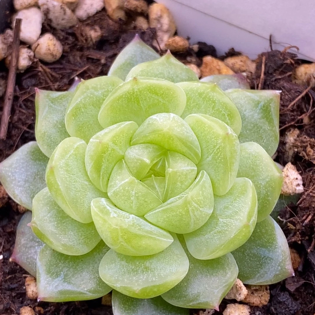 【闪购商品】14-04泼天