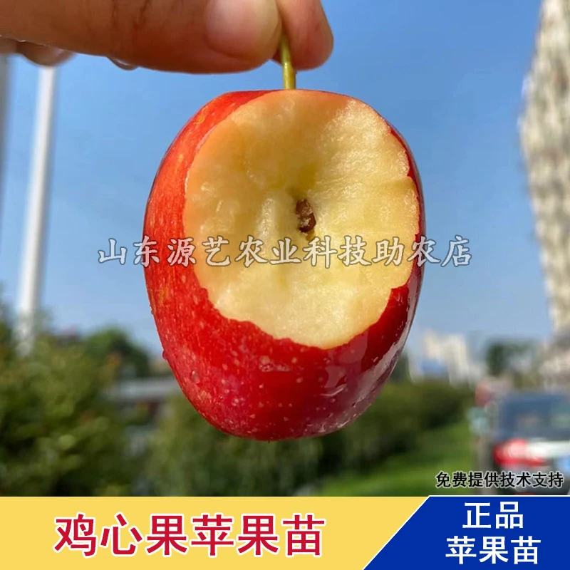 鸡心果树苗嫁接海棠树苗南北方庭院地栽盆栽种植小苹果苗当年结果