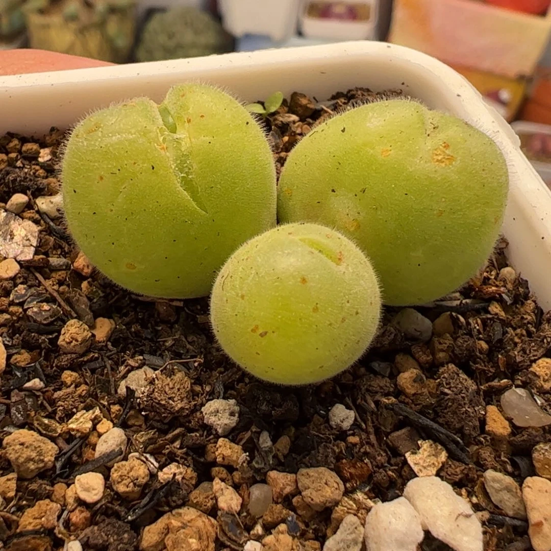 112多肉植物百科