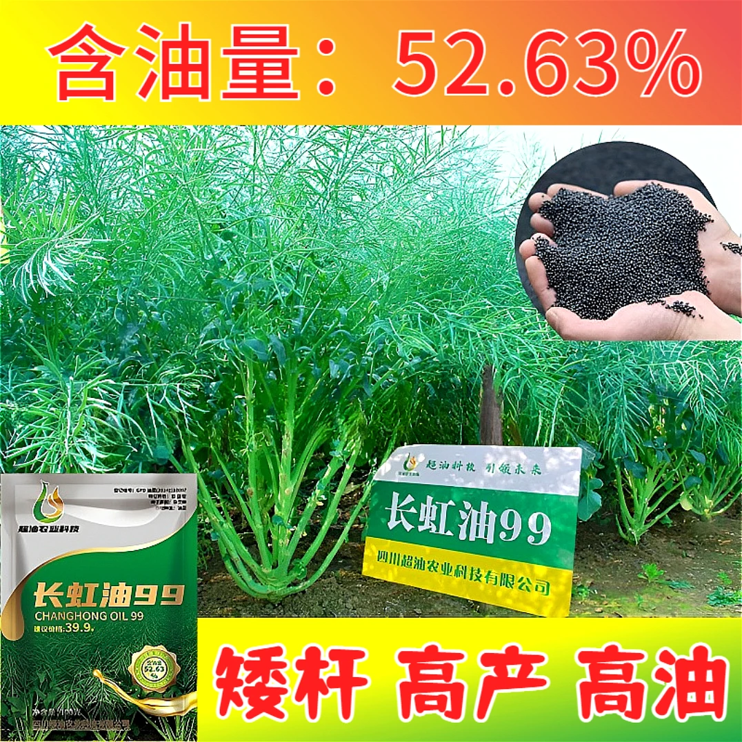 长虹油99油菜种子高产油菜籽矮杆新种原装正品黑油菜子杂交早熟种