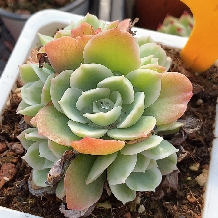 多肉植物柠檬玫瑰锦2124