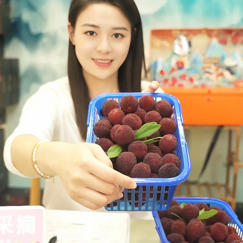 浙江仙居杨梅特大东魁杨梅新鲜水果5.5斤装现摘现发礼盒装