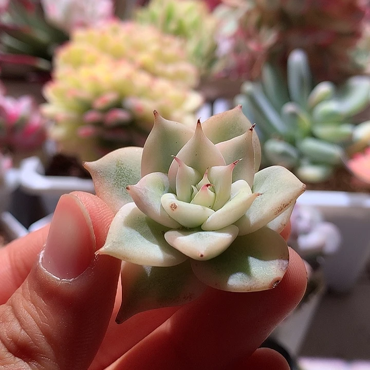 墨西哥巨人腹轮锦有根