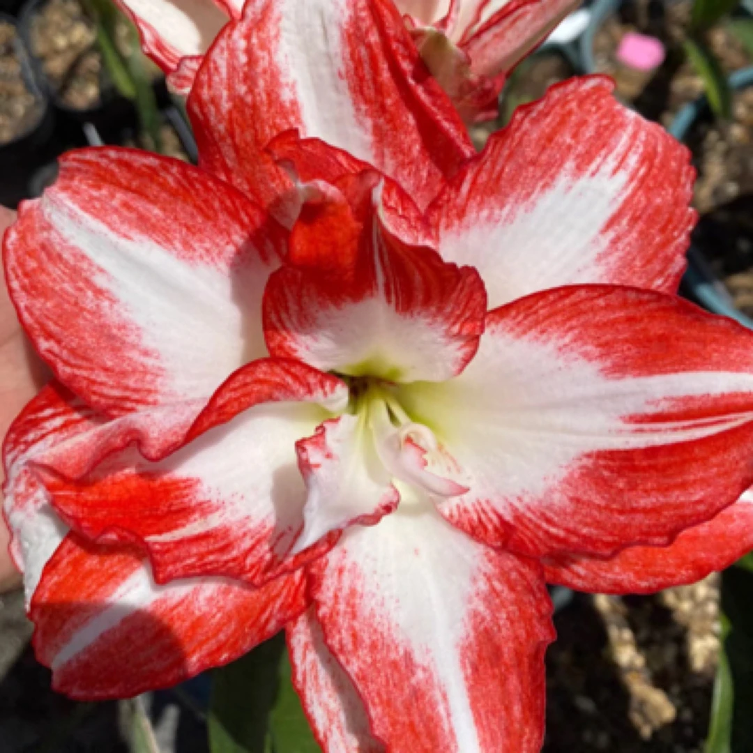 戴斯系列火烈鸟 糖果 条纹 具花朱顶红大花单瓣包对版