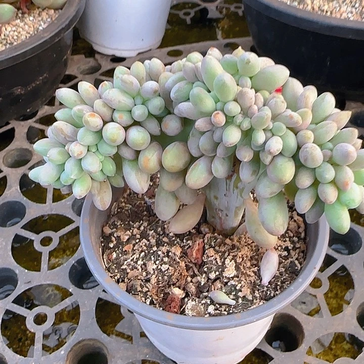 汤圆缀微瑕573多肉植物