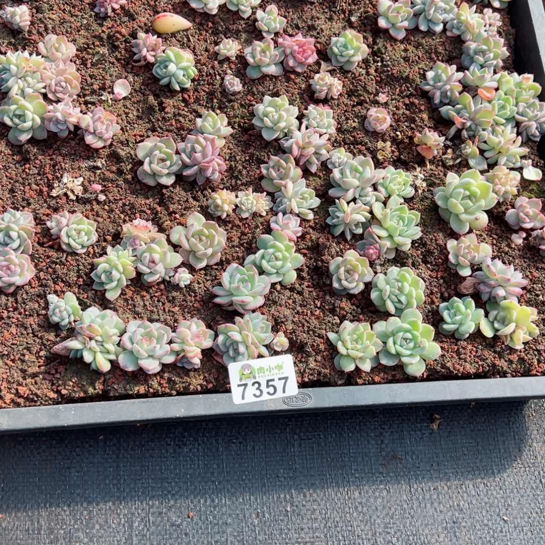 桃*。多肉植物多肉植物