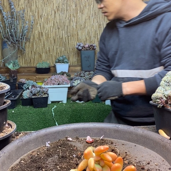 密***姐301号金蝉多肉植物