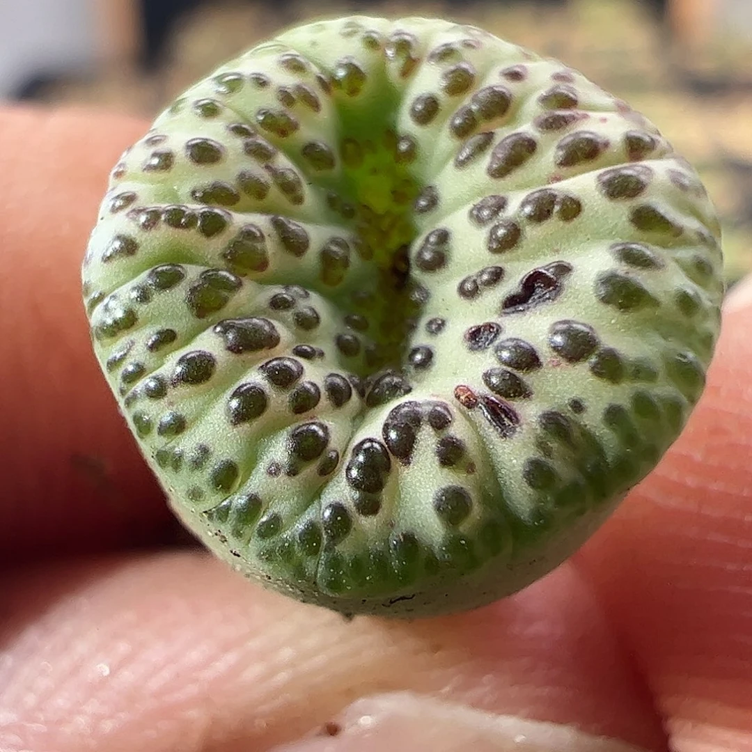 一物一拍优选泡泡安贞。972