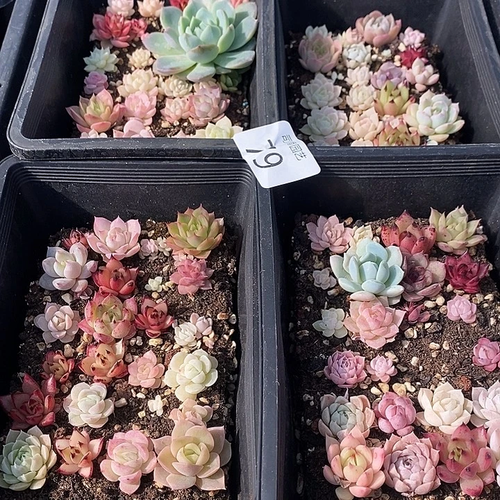 79 多肉植物盆栽花卉