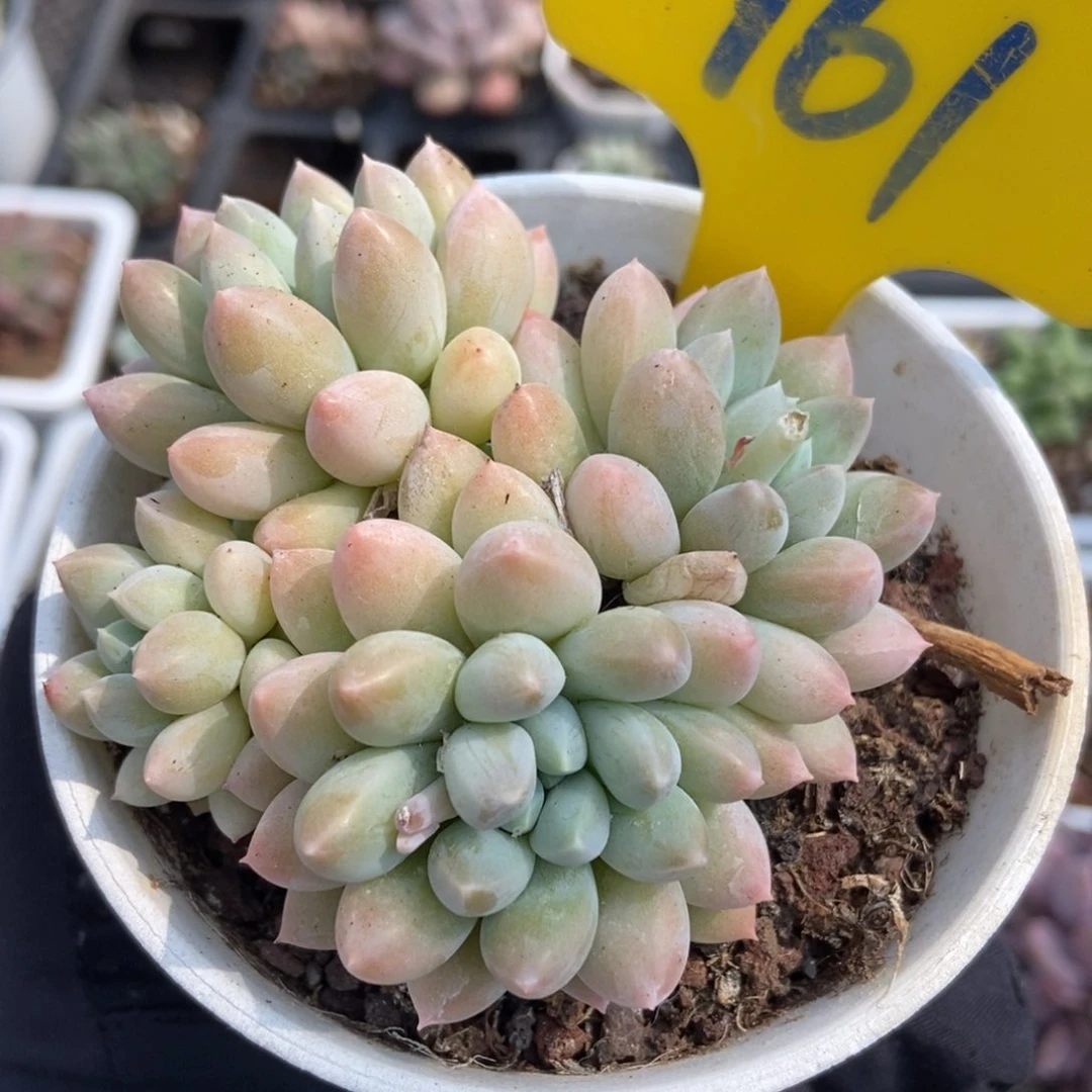 961奶糖多肉植物保护