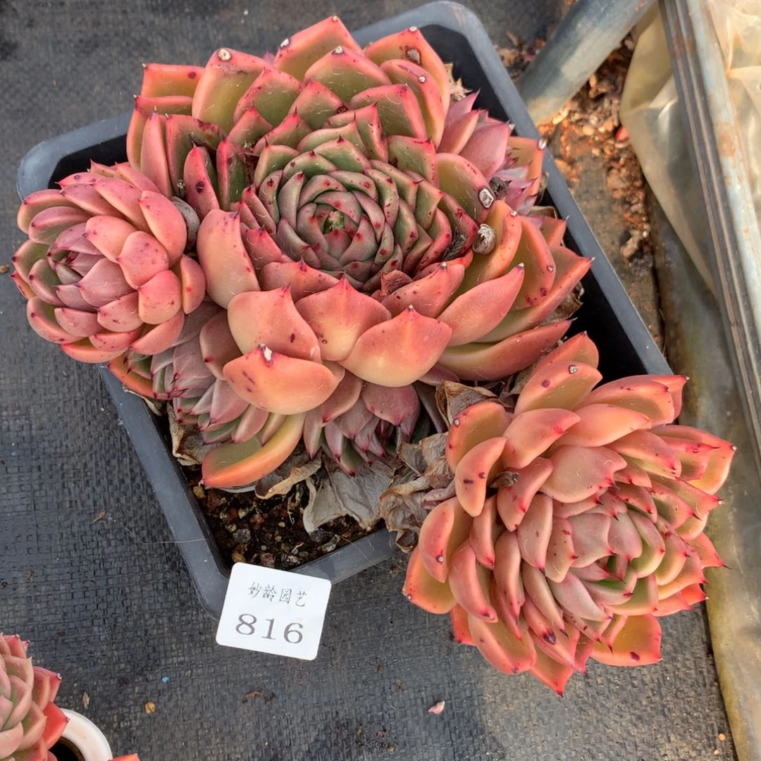 816杂交多肉20厘米