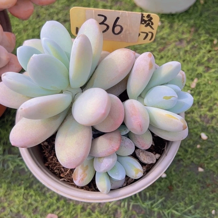 健健康康平平安安