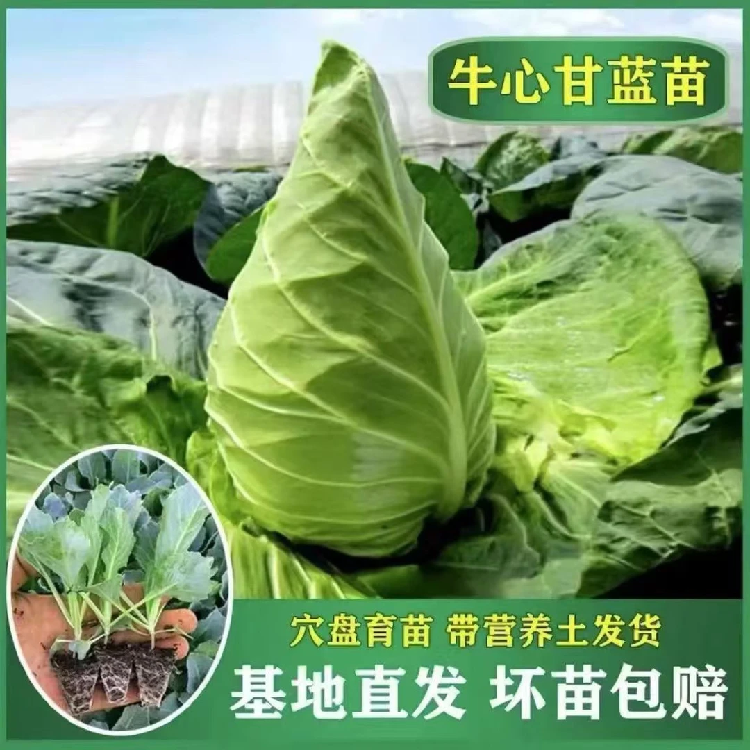 牛心甘蓝秧苗耐寒高产包菜苗秋冬蔬菜秧苗带土发货