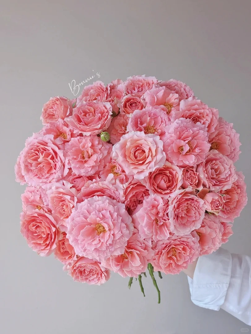 粉拉拉队多头玫瑰【多头玫瑰任意两单包邮】云南鲜花源头直发