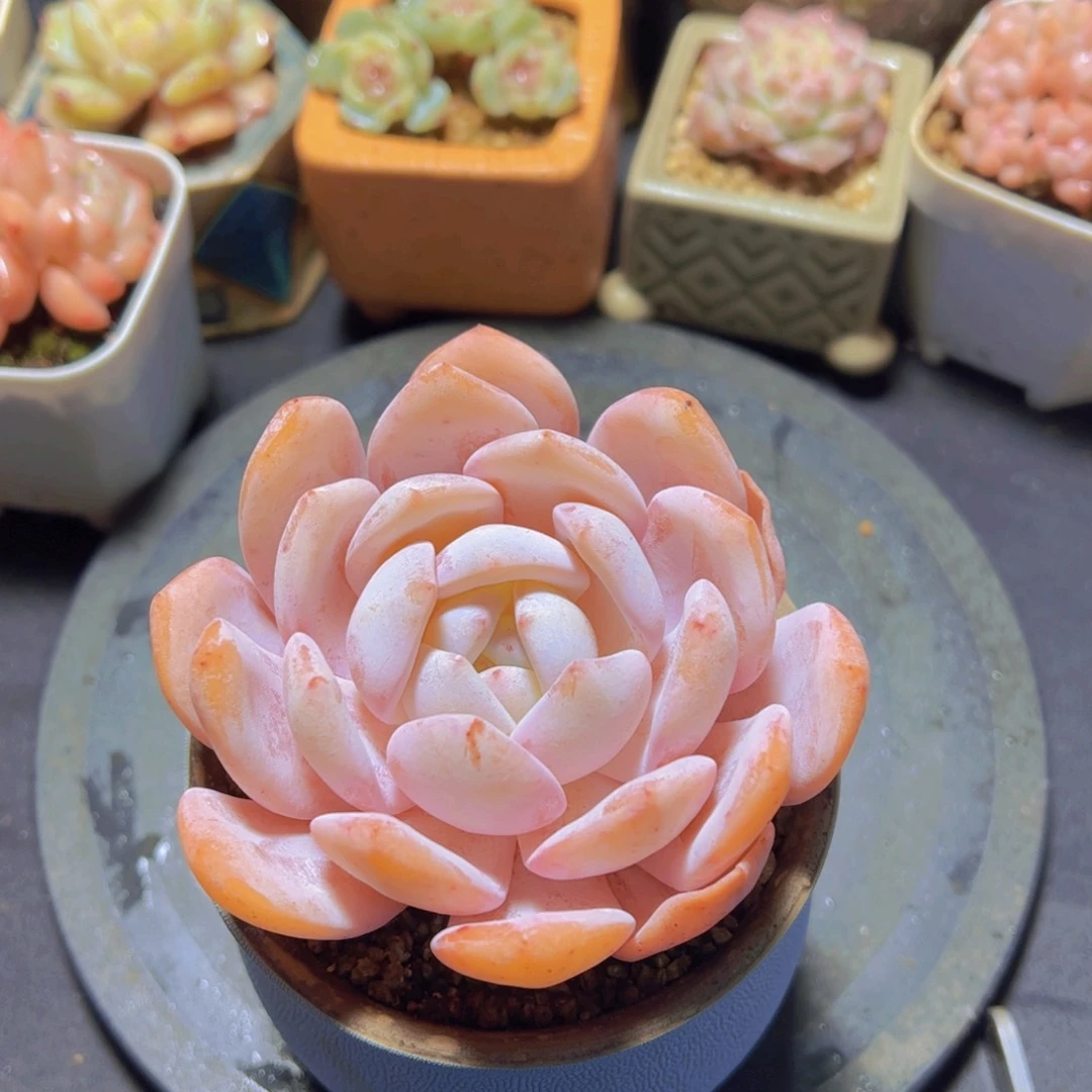 心**飞奶盖，多肉植物