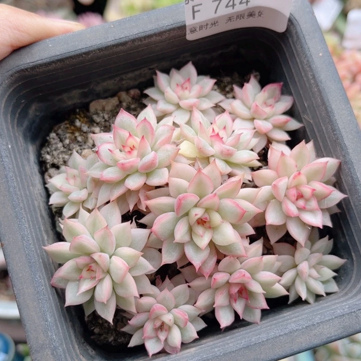 744 女雏锦  带陶瓷盆发货 满28包邮