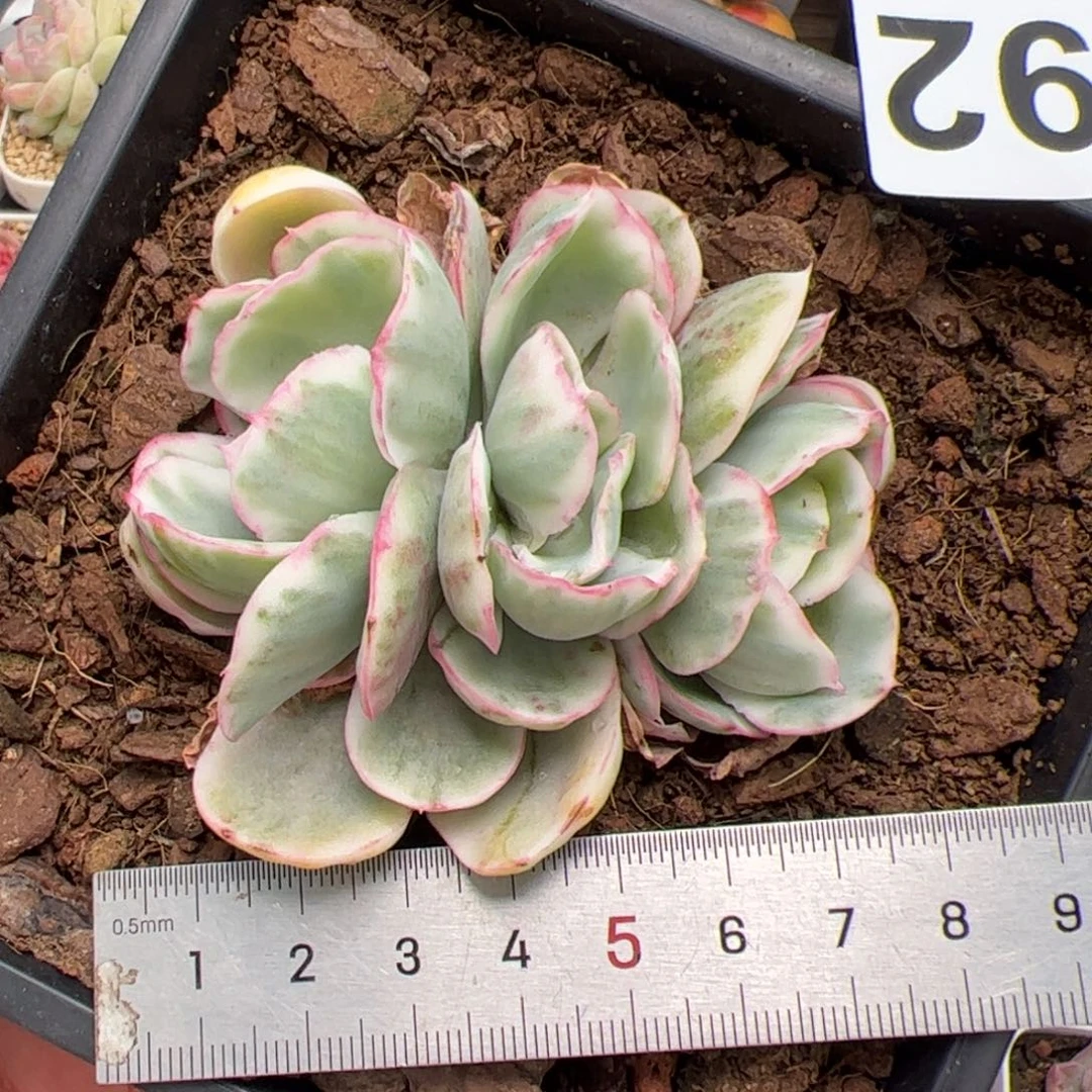 向***a292 多肉植物组合盆栽