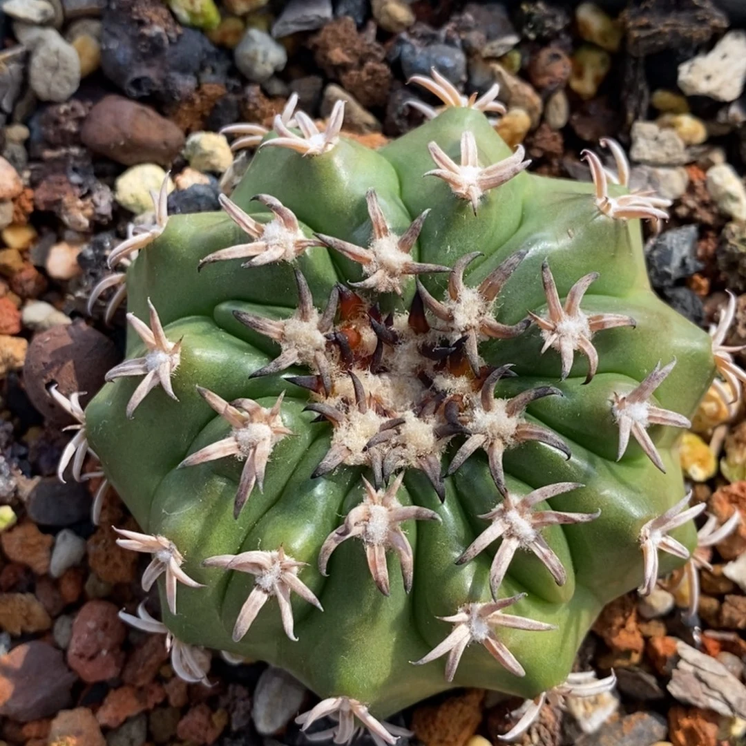 植播园艺猫爪圆盘玉