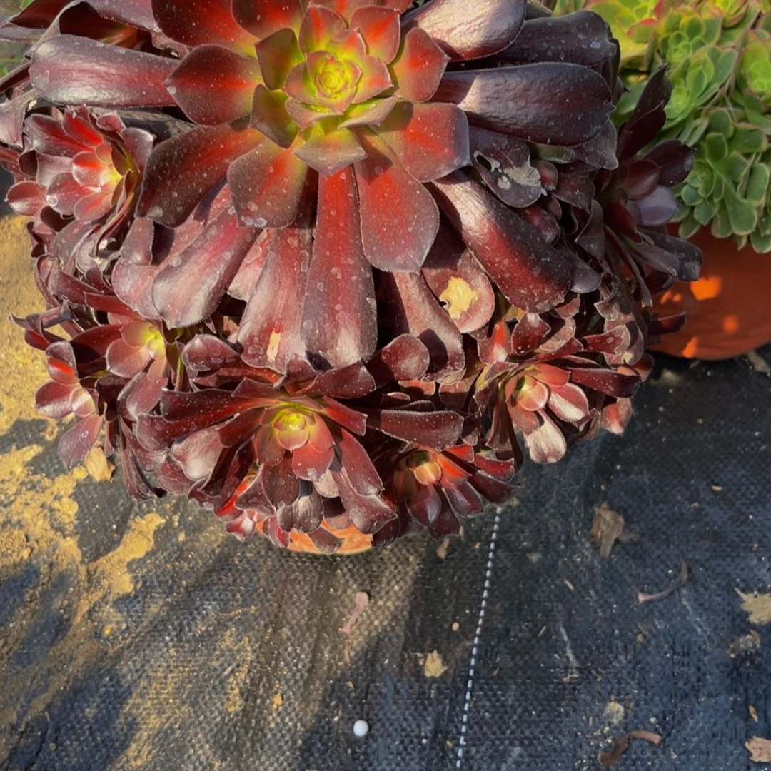 203多肉植物一物一拍