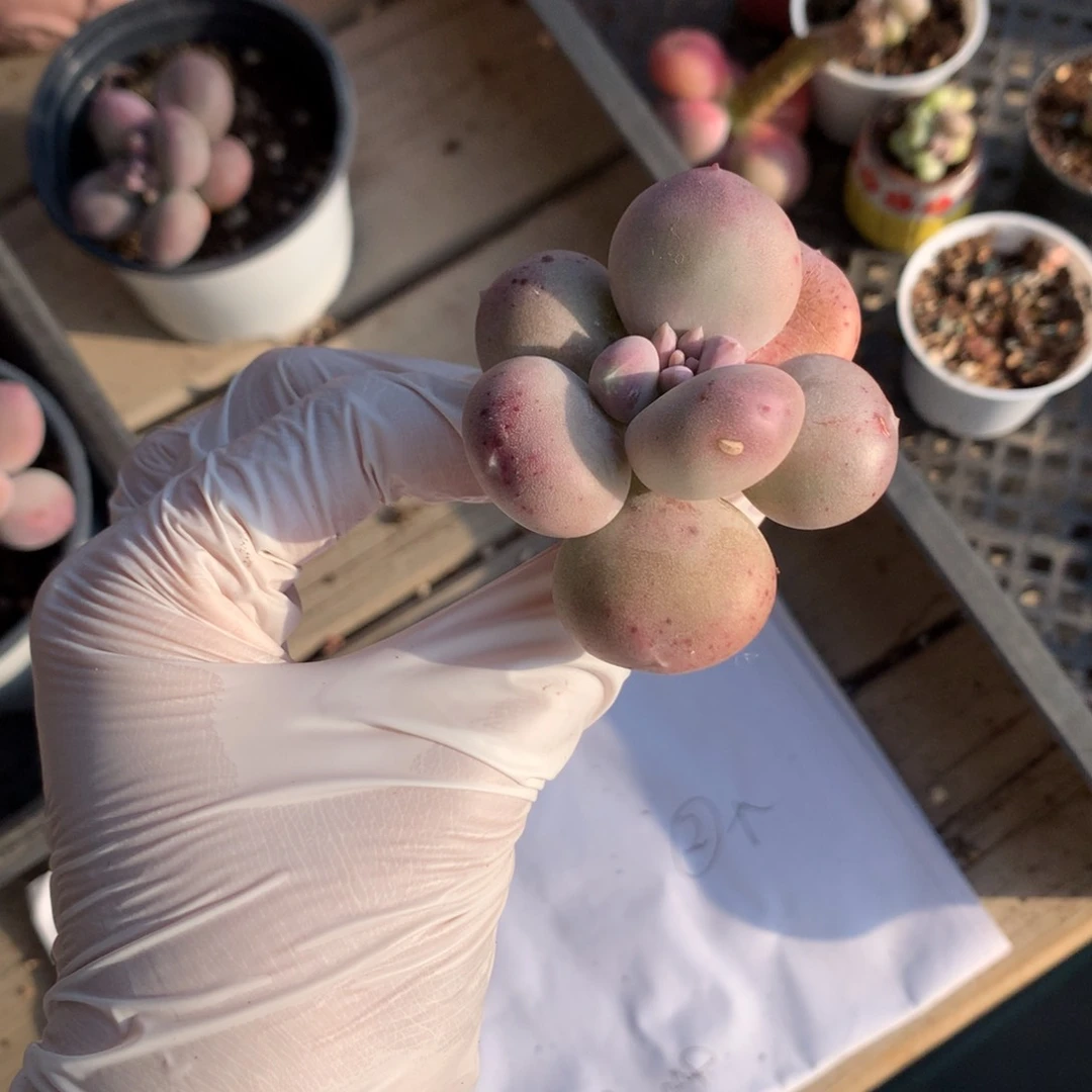 与**?叶片消耗瑕疵特价。