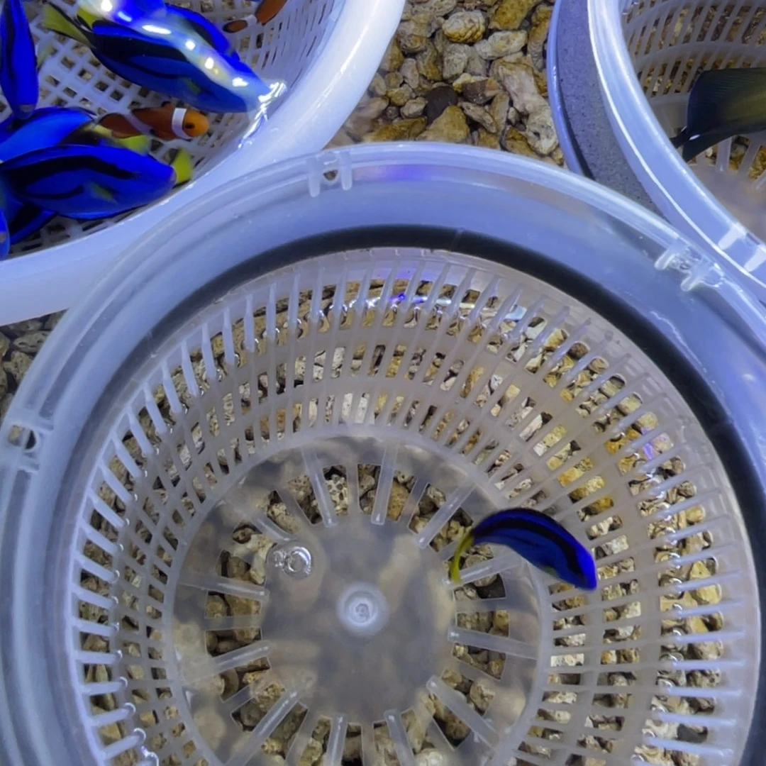 昆***海水鱼蓝调一条顺丰包邮