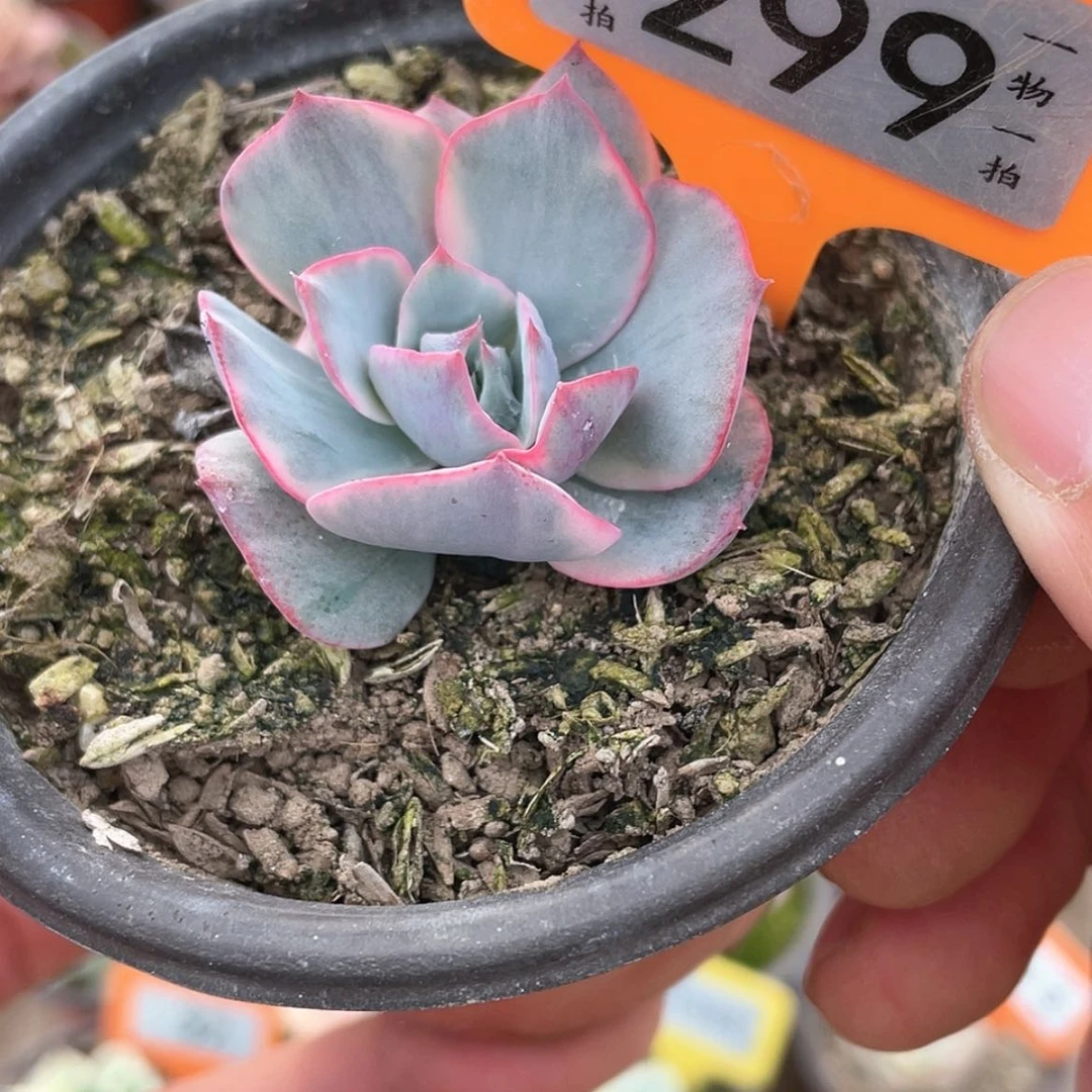 【闪购商品】299号