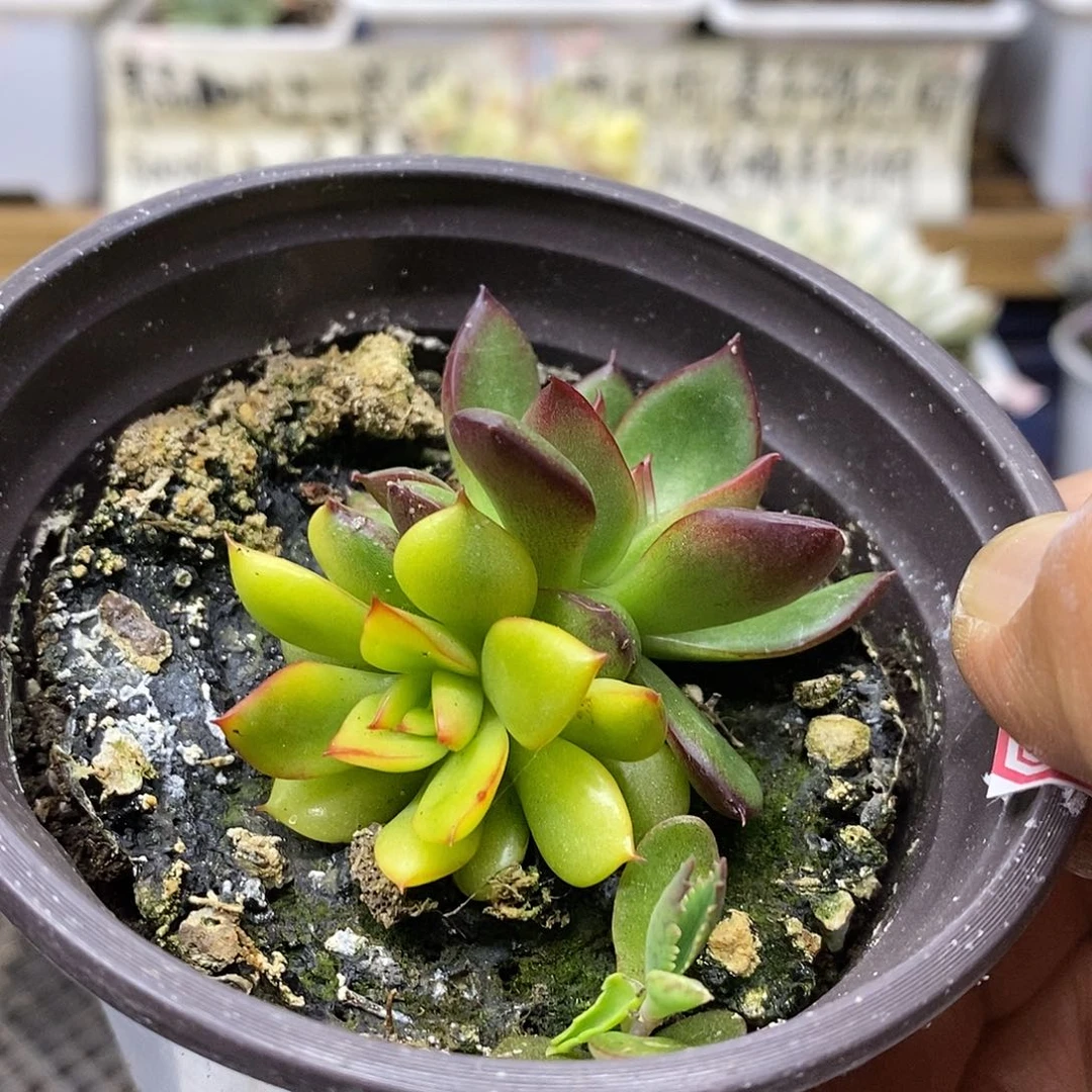 19125 野马东云黄锦