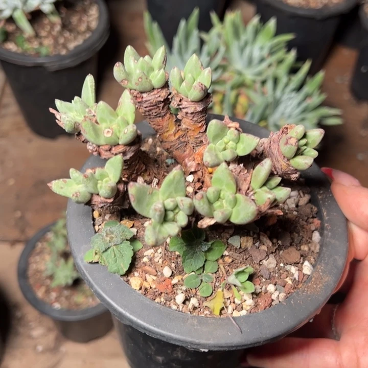 216绿豆哈哈哈哈哈哈