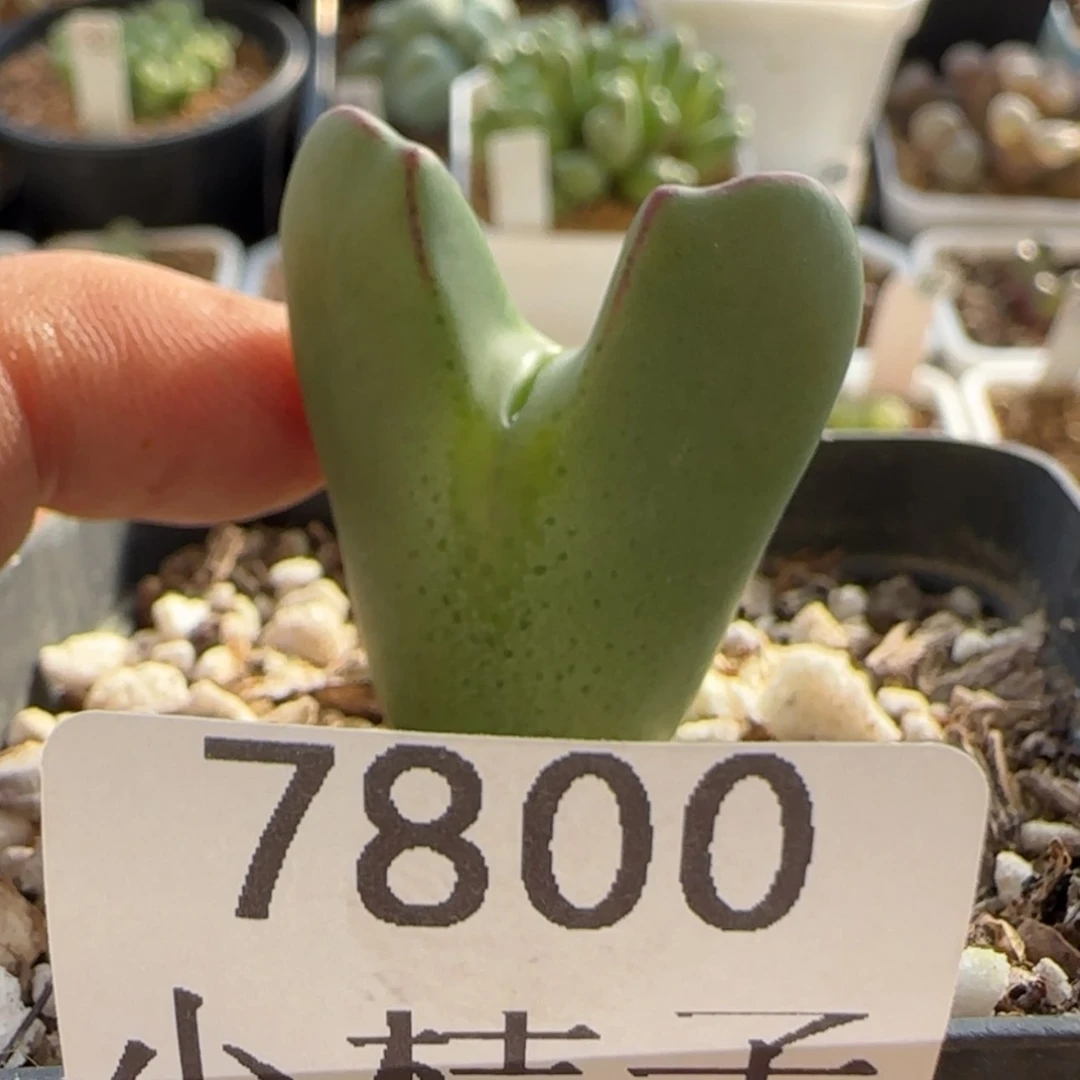 【闪购商品】群*7800