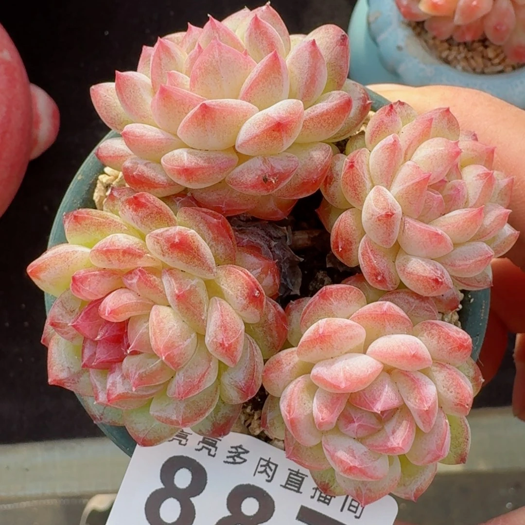 寒江雪群生整装无砍      愿你一路坦途，乘风破浪展宏图