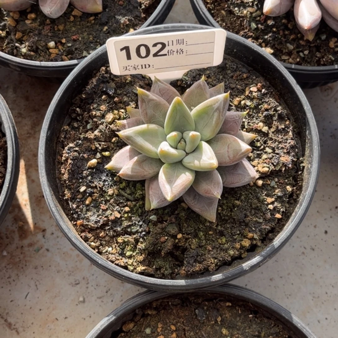 奶***犟度里万多肉植物102