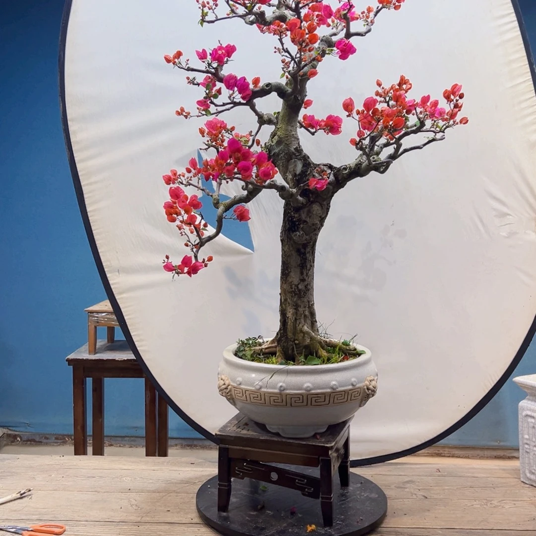 永***室无花朵同安红三角梅