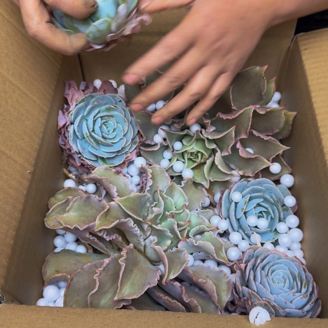 *****饺子皮 不包损5667