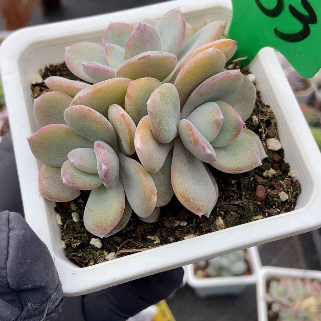 1653奶茶多肉植物