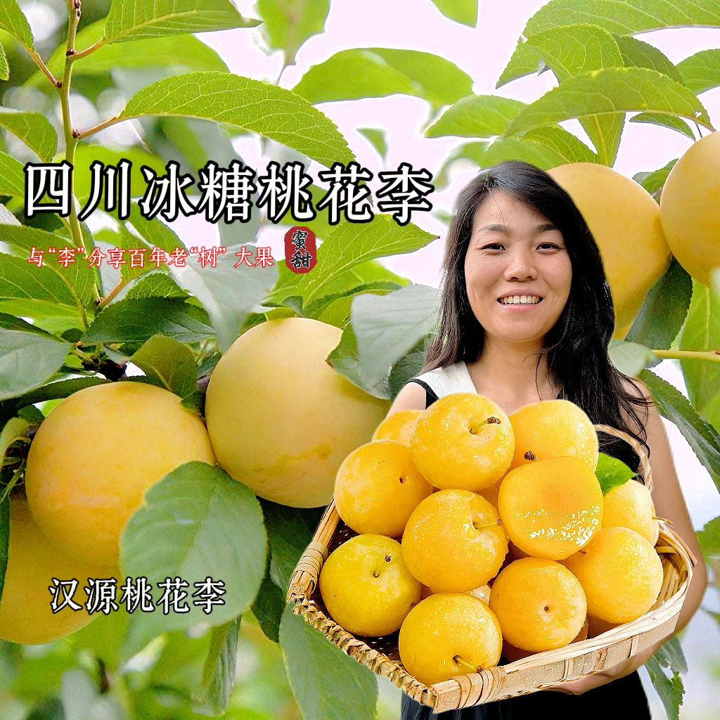 四川汉源桃花李冰糖李李子冷链包邮