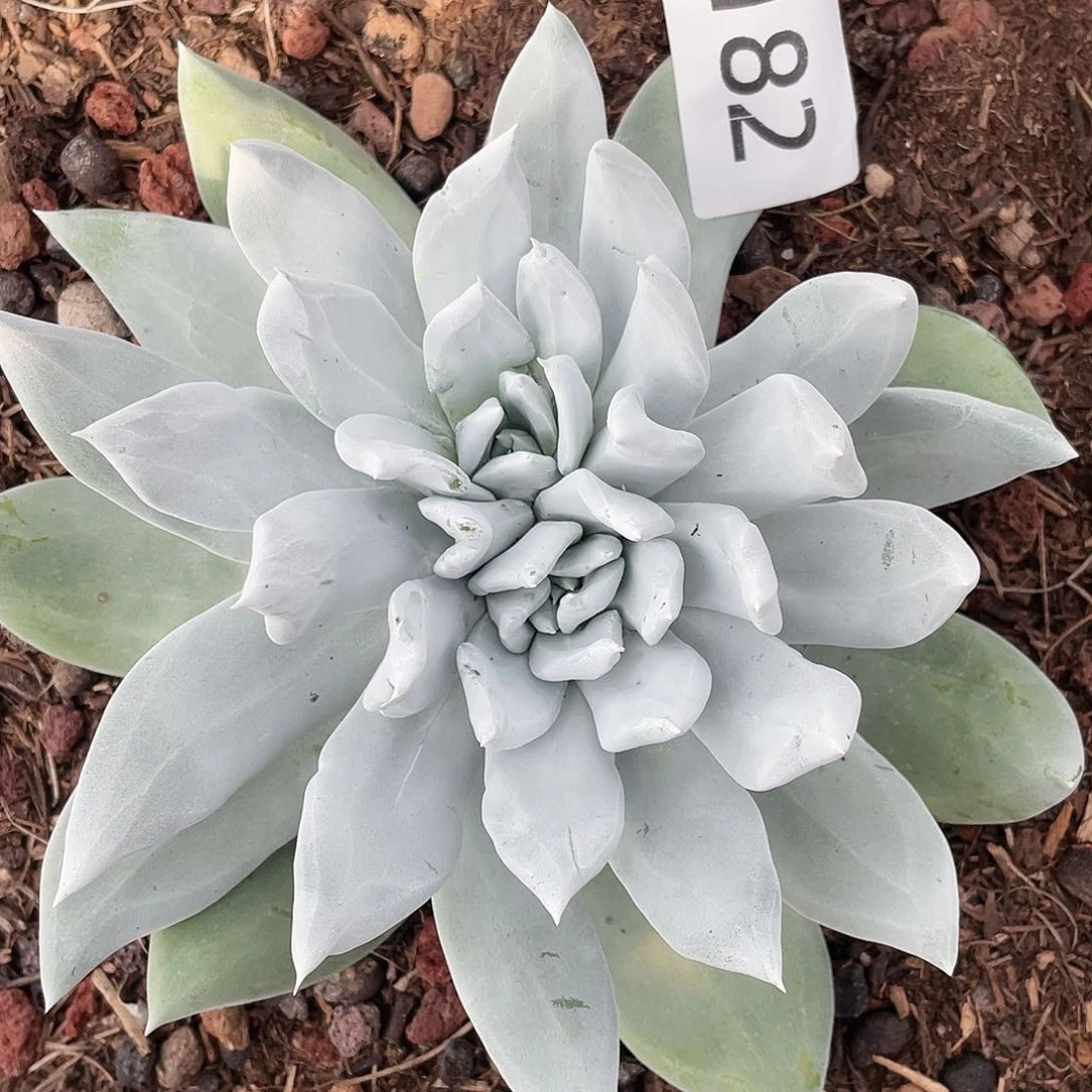 墨西哥苹果叶杂交6182